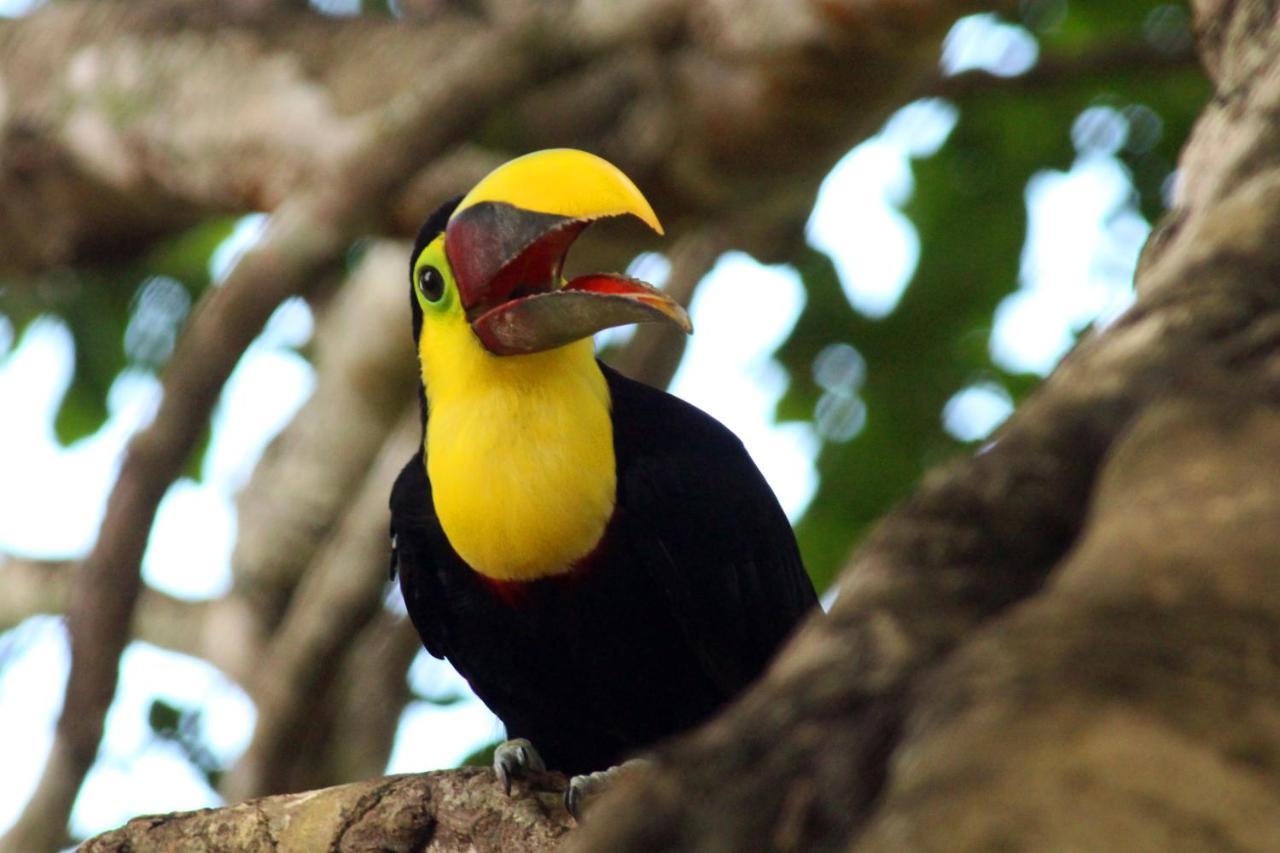 Finca La Paz - Sarapiqui Puerto Viejo de Sarapiqui Kültér fotó
