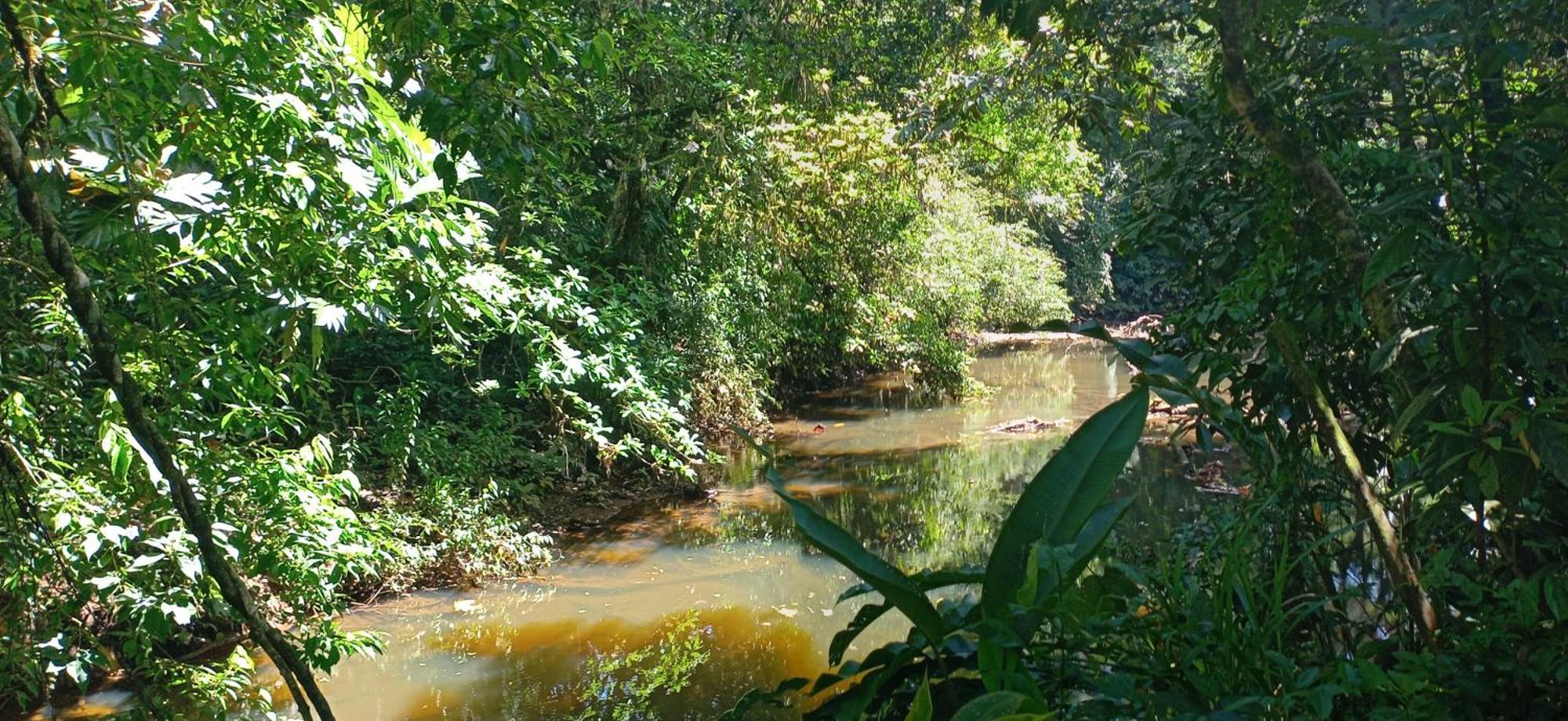 Finca La Paz - Sarapiqui Puerto Viejo de Sarapiqui Kültér fotó